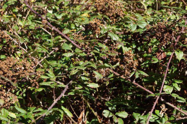 Image of <i>Rubus fruticosus</i>