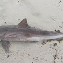 Image of Liver-oil Shark