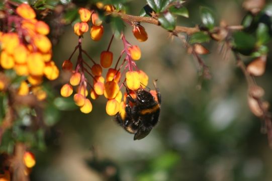 18.https www inaturalist org photos 1277016.580x360