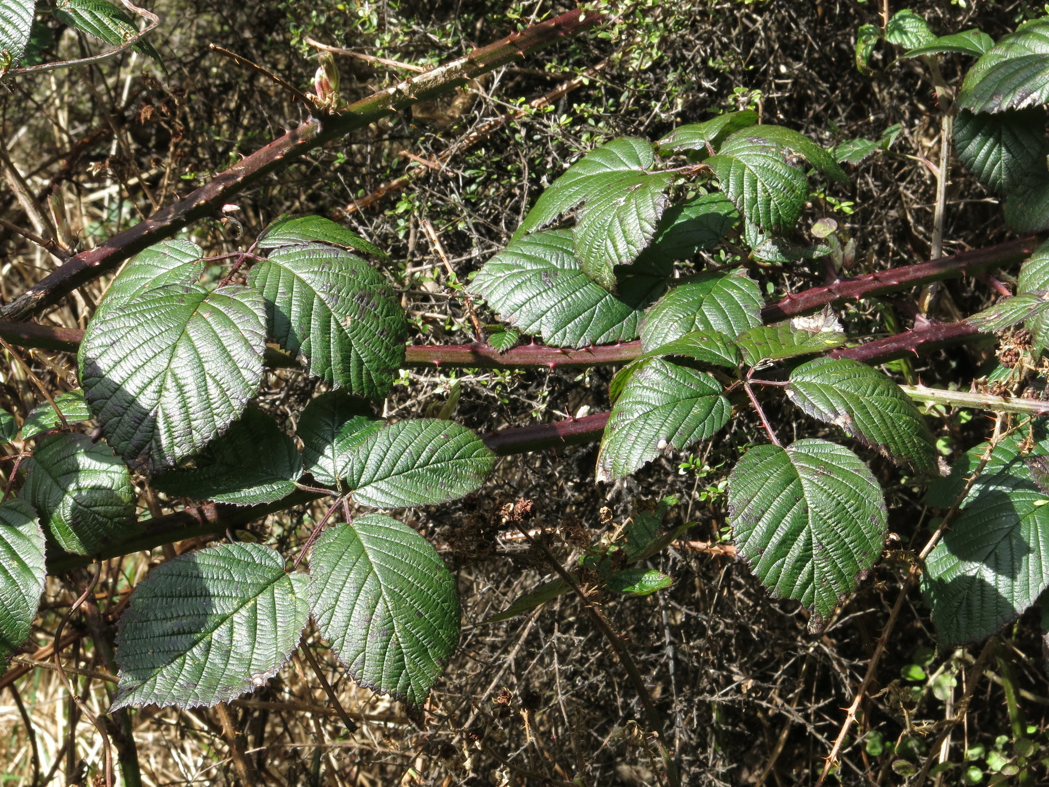 Image of <i>Rubus fruticosus</i>