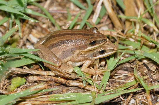 Image of Cajun Chorus Frog