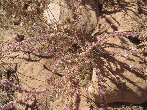 Image of <i>Amaranthus <i>fimbriatus</i></i> fimbriatus