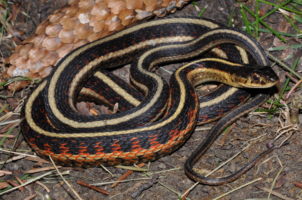 Thamnophis sirtalis parietalis (Say 1823) - Encyclopedia of Life