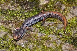 Image of Hemidactylium scutatum (Temminck ex Temminck & Schlegel 1838)