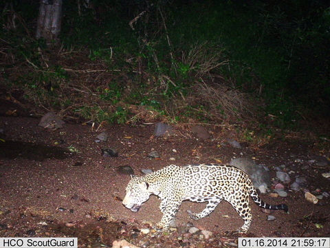 18.https www inaturalist org photos 1281547.580x360