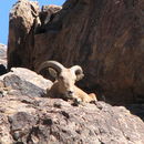 Image of Aoudad