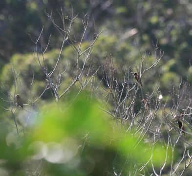 18.https www inaturalist org photos 1283579.580x360