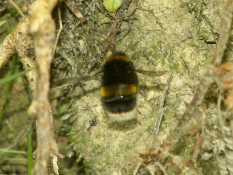 18.https www inaturalist org photos 1283866.580x360