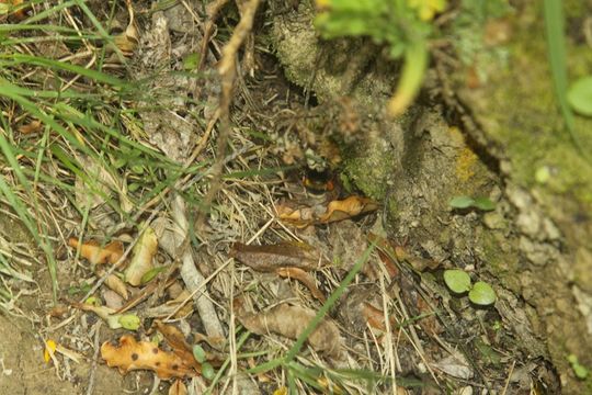 18.https www inaturalist org photos 1283867.580x360