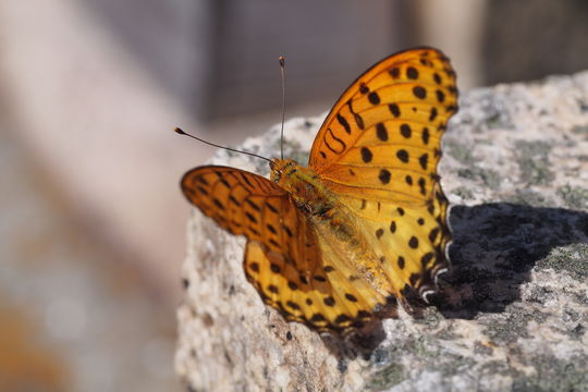 Image of Indian Fritillary