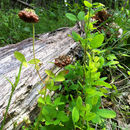 Image of <i>Trifolium reflexum</i>