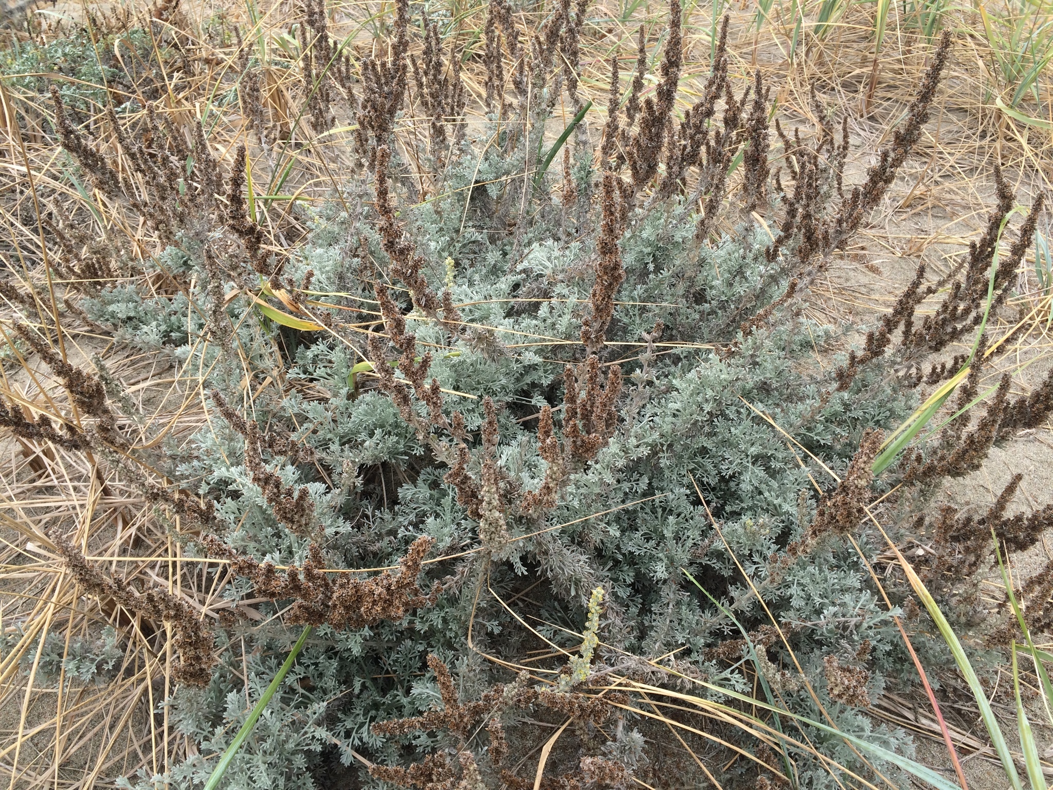 Image of <i>Artemisia pycnocephala</i>