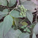 Image of <i>Solanum erianthum</i>
