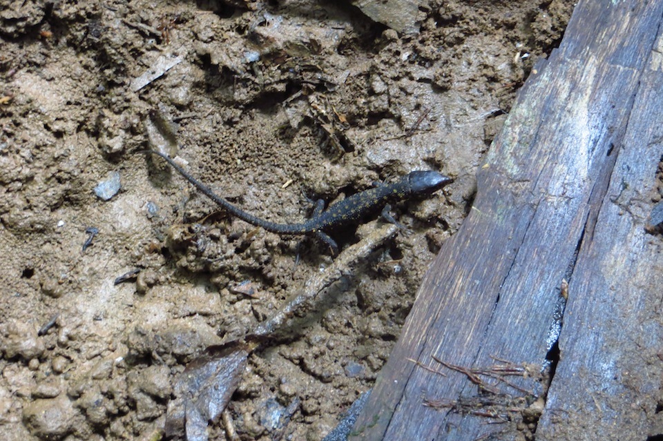 Yellow Spotted Night Lizard Encyclopedia Of Life