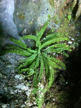 Image of maidenhair spleenwort