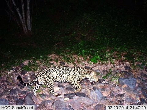 18.https www inaturalist org photos 1290072.580x360