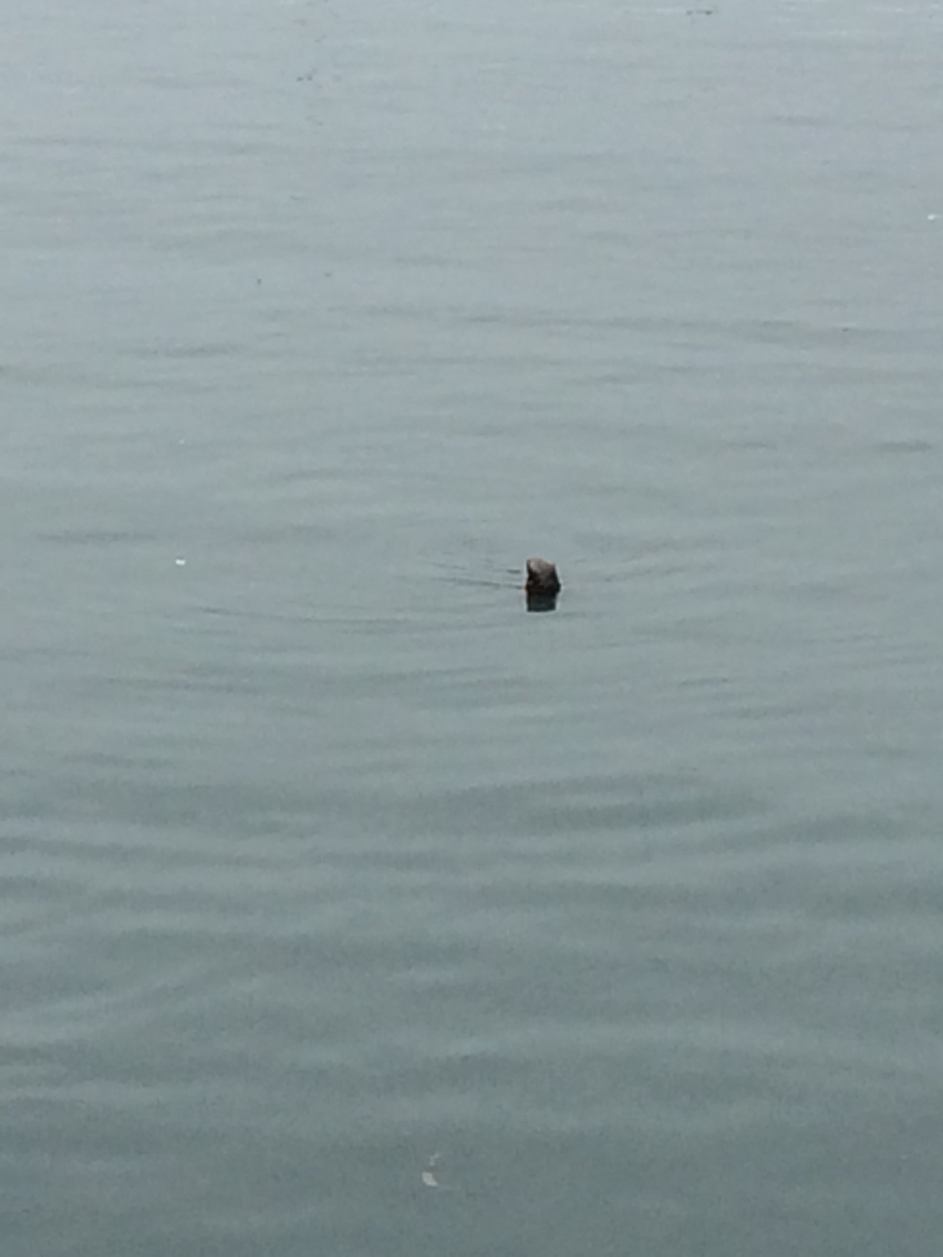 Image of Sea otter