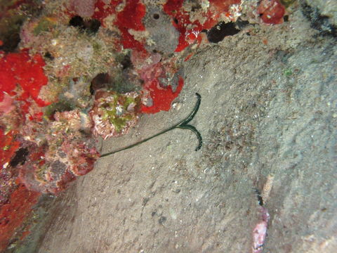 Image of Bonellia viridis Rolando 1822