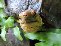 Image of Central American wood turtle