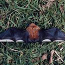 Image of Myotis bocagii (Peters 1870)