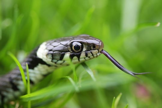 Image of Grass Snake