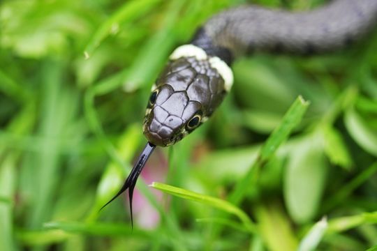Image of Grass Snake
