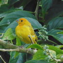 Image of Saffron Finch