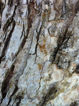 Image of Asian Weaver Ant