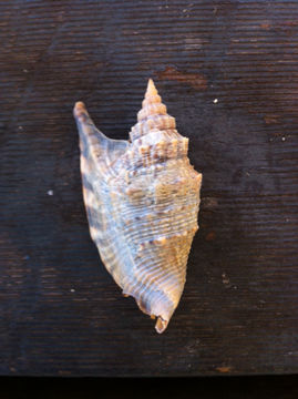 Image of Euprotomus aurisdianae (Linnaeus 1758)