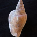 Image of Campbell's conch