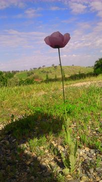 Image of <i>Papaver somniferum</i>