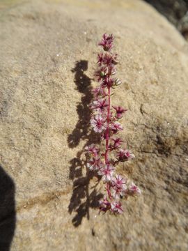 Image of <i>Amaranthus fimbriatus</i>