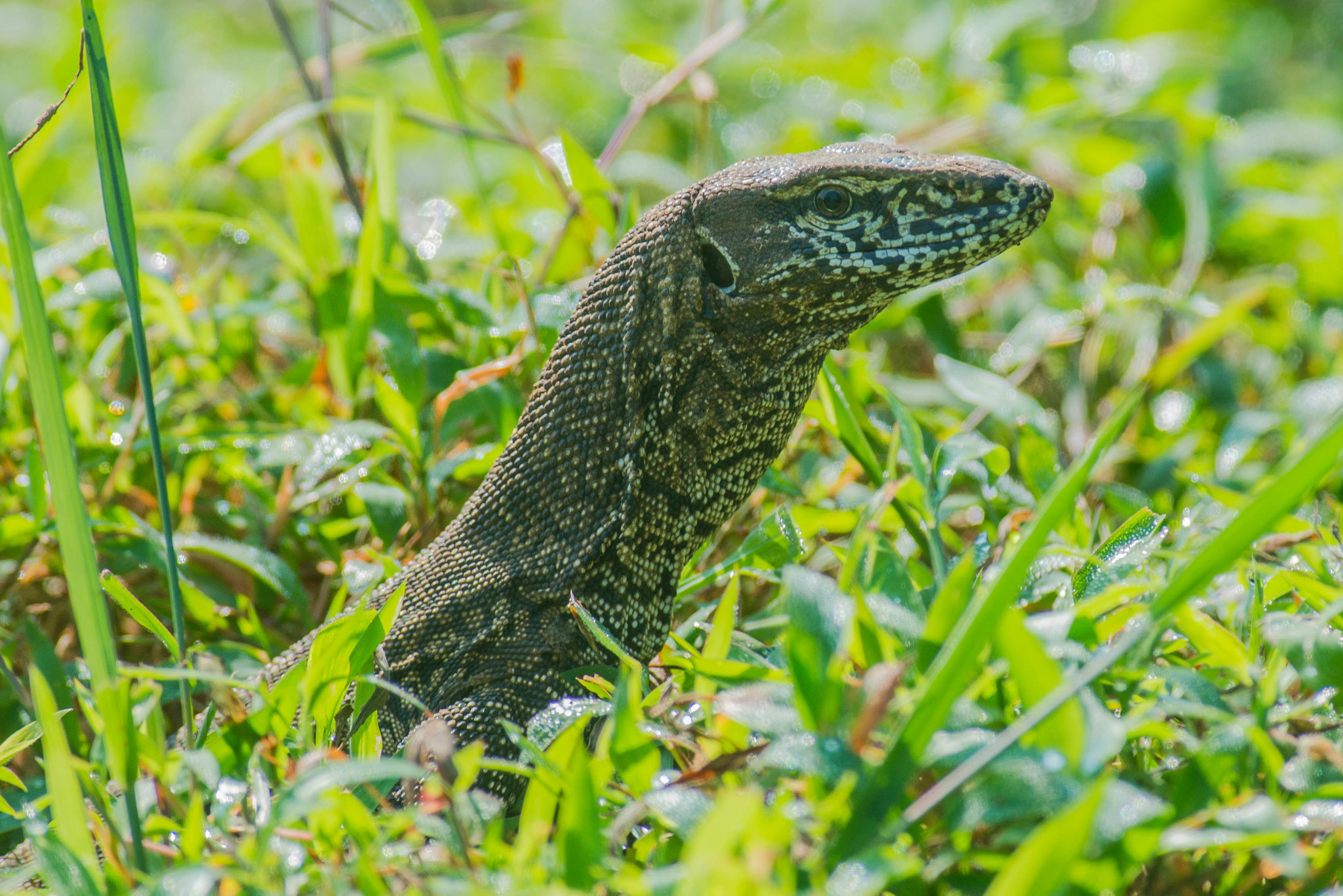 Indian Monitor Lizard Encyclopedia Of Life