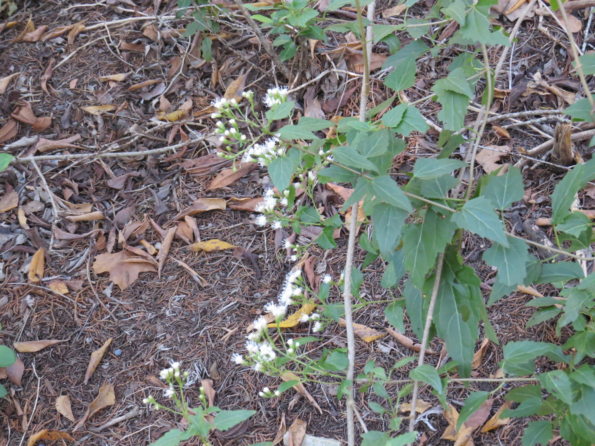 Image of <i>Ageratina havanensis</i>