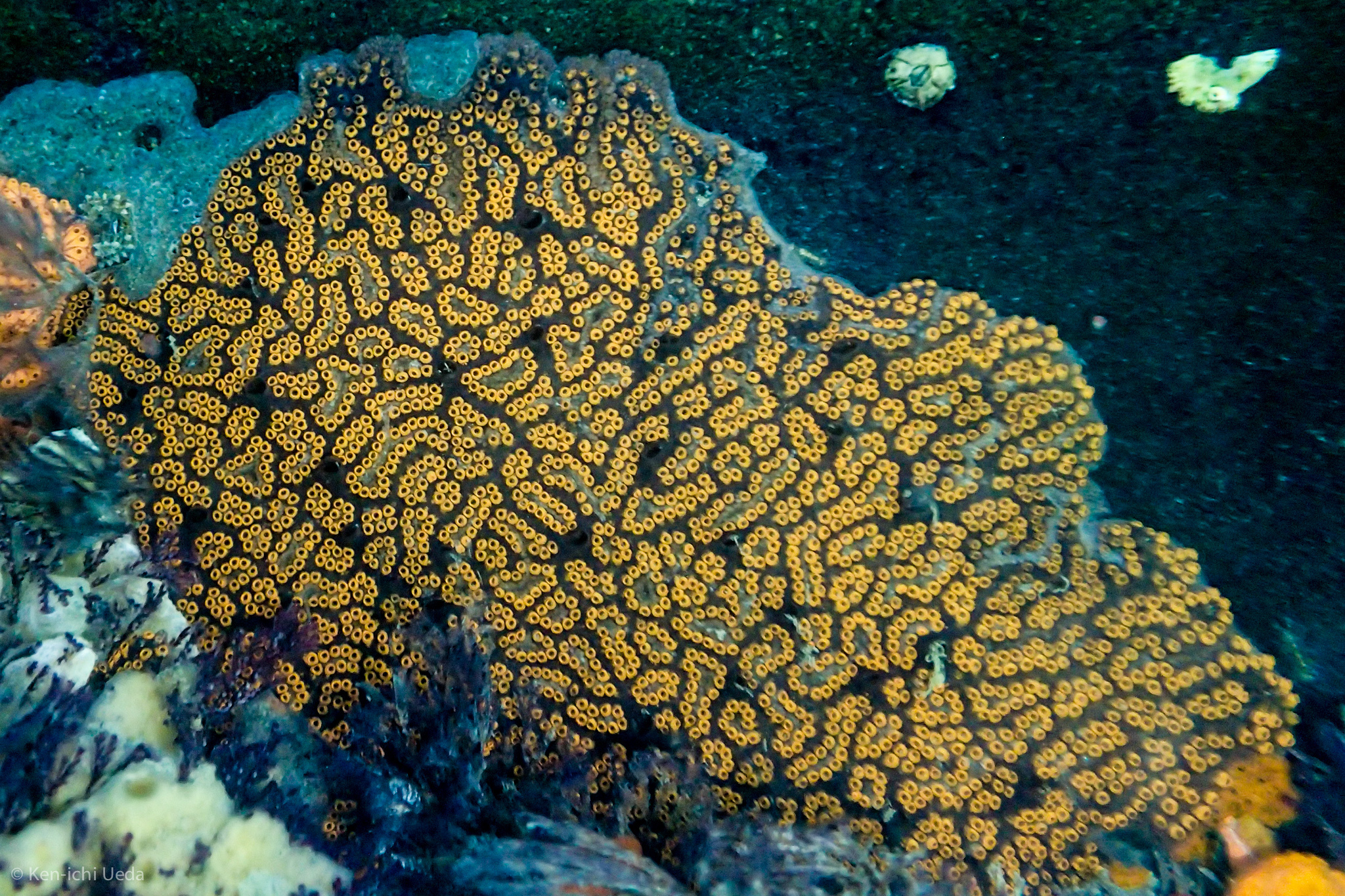 Image of Colonial tunicate