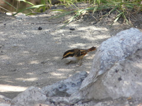 Image of Thorn-tailed Rayadito