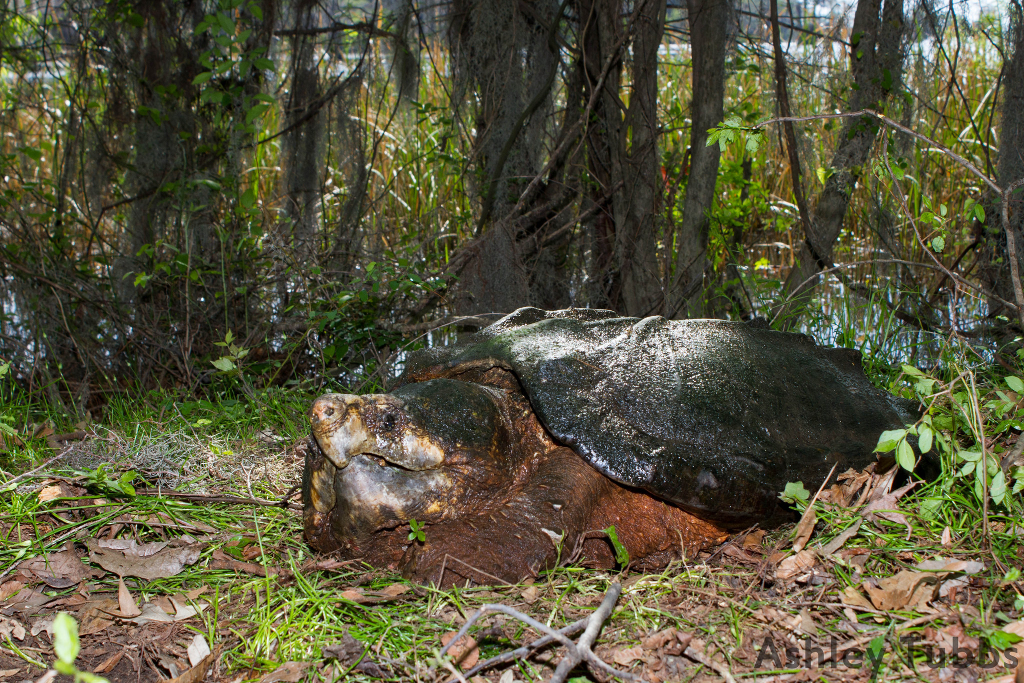 Image of Alligator Snapping Turtle