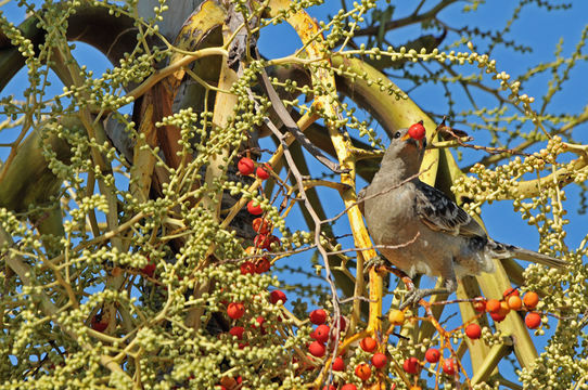 Image of Great bowerbird