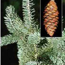 Image of <i>Picea glauca</i>