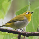 Image of Zosterops palpebrosus (Temminck 1824)