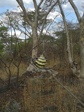 18.https www inaturalist org photos 1307398.580x360