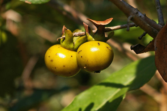 Image of <i>Diospyros squarrosa</i>