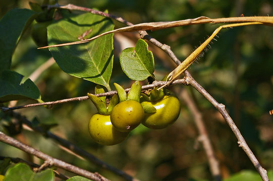 Image of <i>Diospyros squarrosa</i>