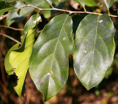 Image of <i>Diospyros squarrosa</i>