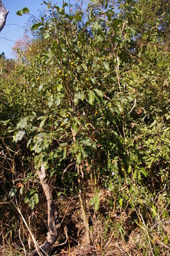 Image of <i>Diospyros squarrosa</i>