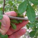 Image of <i>Zanthoxylum fagara</i>