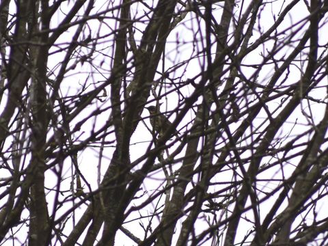 Image of Birch