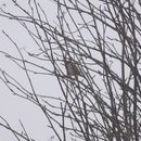 Image of Emberiza schoeniclus (Linnaeus 1758)