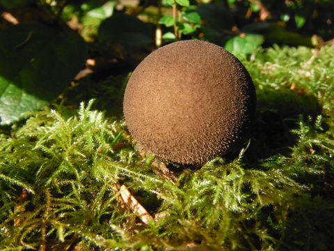 Image of <i>Lycoperdon nigrescens</i>
