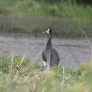 Image of Spur-winged goose
